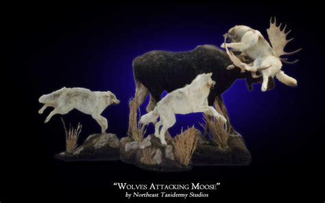 Wolves Attacking Moose Mount, Mounted Wolves Attacking Moose Taxidermy