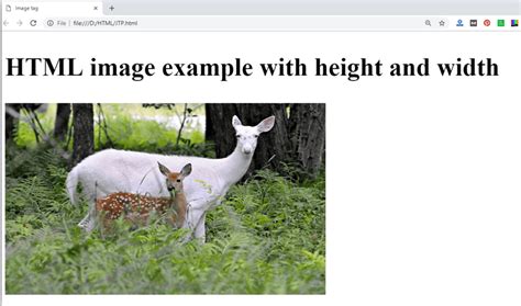 Html Image Javatpoint