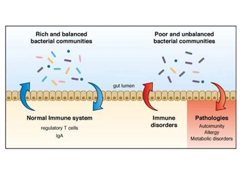 Gut Immunity Is A Two Way Street – Asian Scientist Magazine