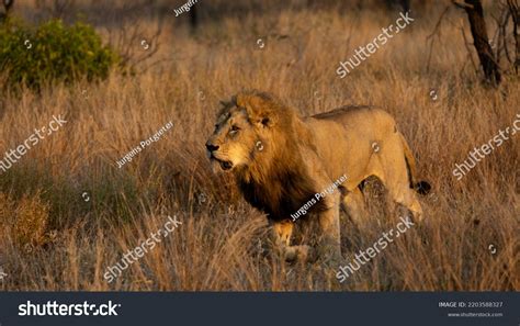 Big Male Lion Black Mane Stock Photo 2203588327 | Shutterstock