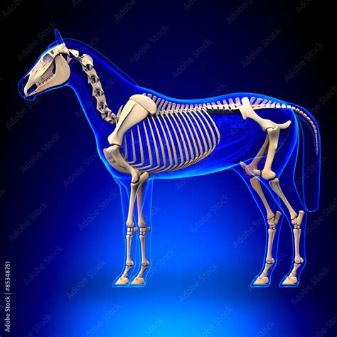 Horse Skeleton - Horse Equus Anatomy - on blue background Stock Illustration | Adobe Stock