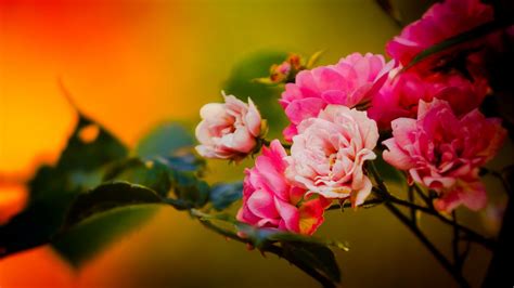 Wallpaper Red Plants Blossom Pink Flower Flora Petal X