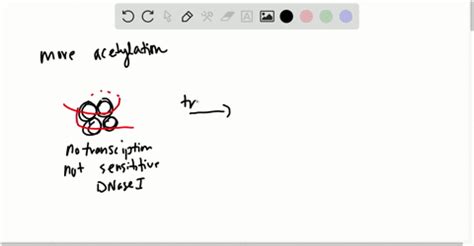 SOLVED:Would you expect to see more or less acetylation in regions of ...