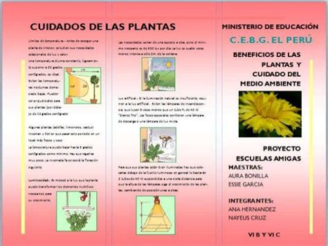 Beneficio Y Cuidado De Las Plantas En El Medio Ambiente C E B G El P…