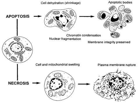 Morphological And Biochemical Changes During Apoptosis And Necrosis