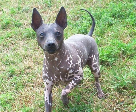 Hairless dog - Alchetron, The Free Social Encyclopedia