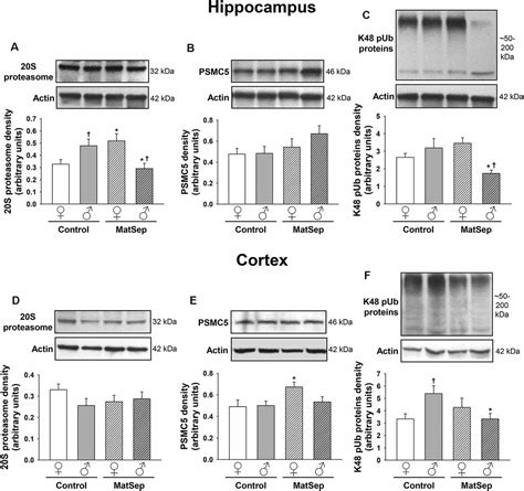 Frontiers Neonatal Maternal Separation Modifies Proteostasis Marker