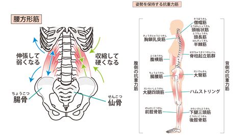 【腰まわりの不快感】骨盤調整と腰痛改善を同時に叶える！腰のリリースとストレッチ ヨガジャーナルオンライン