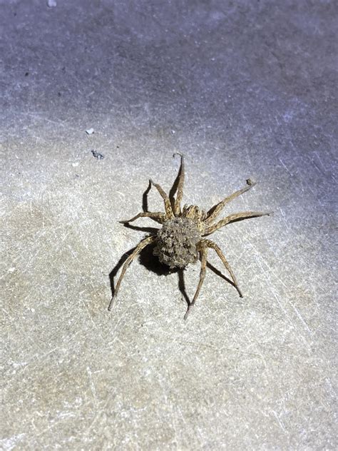 Wolf Spider With Babies Found In A Texas Garage Rwhatbugisthis