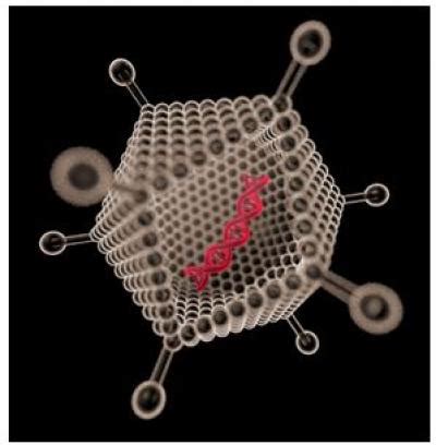 Adenovector With Human Fgf G Image Eurekalert Science News Releases