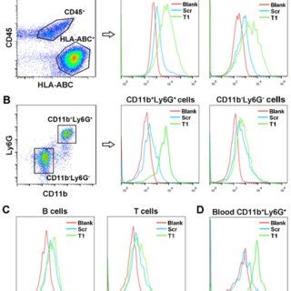 Identification Of T1 Aptamer Binding Targets In MDA MB 231 Orthotopic