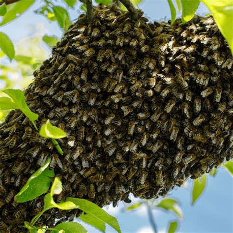 Why Do Bee Swarms Happen and What You Need to Do