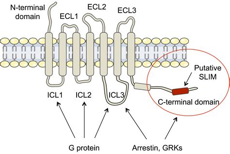 Biomolecules Free Full Text Structural Insights Into The