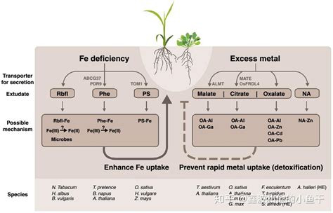 植物根系分泌物在金属吸收、耐受中的作用 知乎