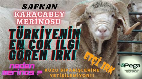 Karacabey Mer Nosu Irki T Rk Yen N Yerl Ve M Ll Et L Koyunu Youtube