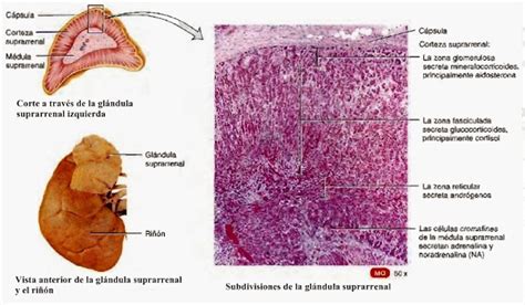 Partes Glandula Suprarrenal