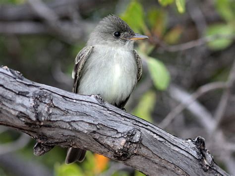 Eastern Wood Pewee State Of Tennessee Wildlife Resources Agency