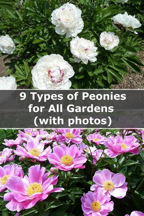 The 9 Types Of Peonies You Need In Your Garden Peonies Planting