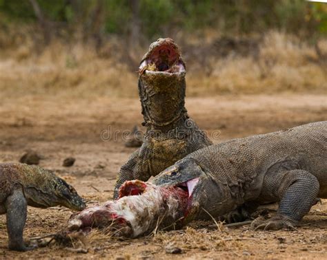 Los Dragones De Komodo Comen Su Presa Indonesia Parque Nacional De