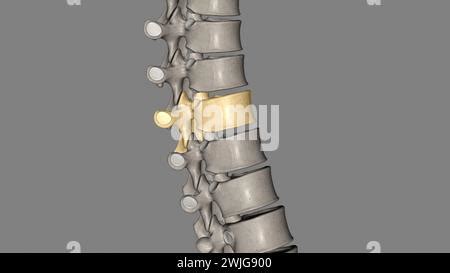 Thoracic Vertebral, T8 Twelve vertebrae are located in the thoracic ...