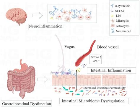 Frontiers The Role Of The Microbiota Gut Brain Axis And Intestinal