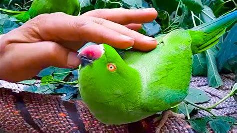 Gorgeous Female Ringneck Talking Parrots Playing With Green Leaves On Charpai Youtube