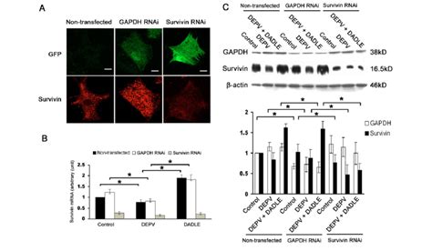 Survivin RNAi Abrogates DADLE Induced Increase In Survivin Expression