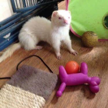 Ferret Toys: The Best Homemade DIY Toys for Your Pet!