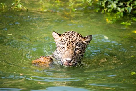 Orange Jaguar Swimming Stock Photo Image Of Feline Swim