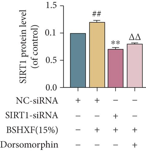 The AMPK SIRT1 Pathway Engages In Autophagy Activation Am The