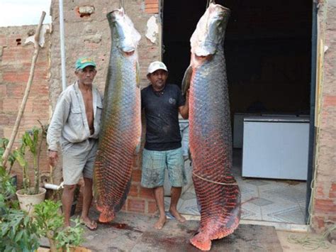 PORTAL PIAUÍ DE PONTA A PONTA Peixes gigantes são pescados no rio