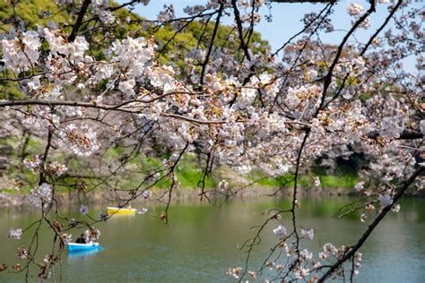 As Flores De Cerejeira Florescem Na Primavera Ao Redor Do Parque Tokyo