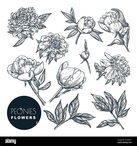 Vector conjunto de ramo floral fotografías e imágenes de alta