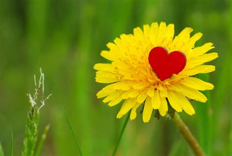 Dandelion Heart Flower Free Photo On Pixabay Pixabay