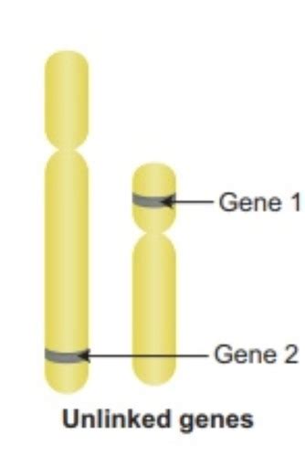 Linkage And Recombination Flashcards Quizlet