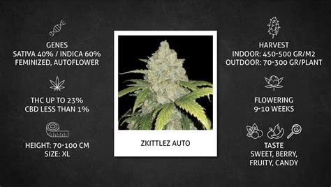 Pink Zkittlez Strain Allbud Unleashing The Sweet And Fruity Effects Of A Fan Favorite