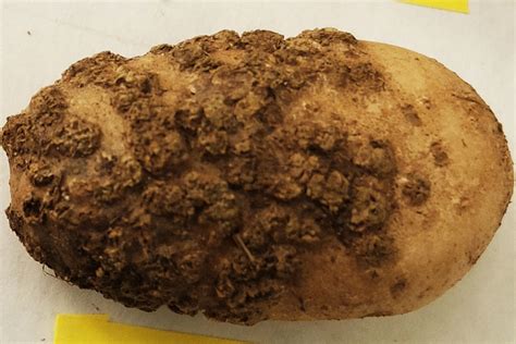 What Lies Beneath Wsu Team Studies Soil Borne Potato Disease With Help