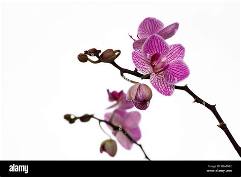 Moth Orchid Phalaenopsis Stock Photo Alamy