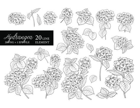 Hydrangea Svg Png Hydrangea Plant Floral Svg Black And Etsy Line