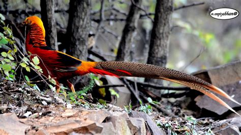 Golden Pheasant YouTube