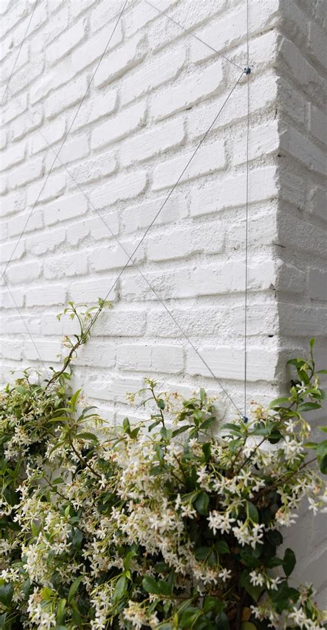 Star Jasmine Espalier In Garden Studio Luxury Landscaping