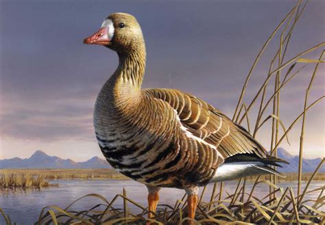 Dodie Logue's Painting Week: 2010 Federal Duck Stamp Contest