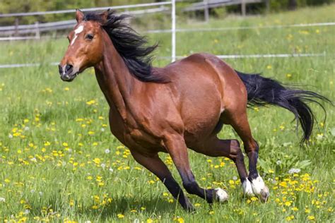 The 8 Fastest Horse Breeds In The World & Their Top Speeds – Horse FactBook