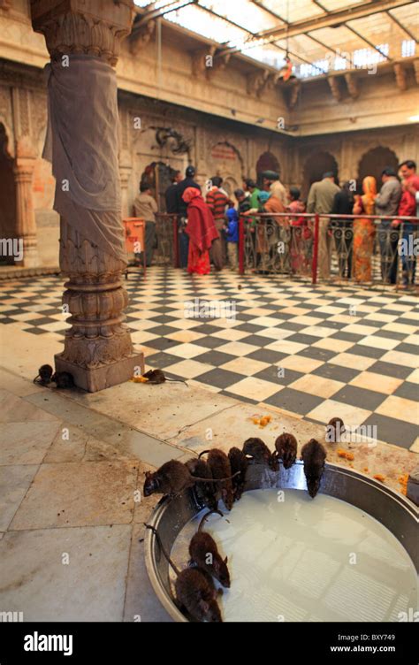 Rats Drink Milk Inside The Karni Mata Temple In Deshnoke Bikaner