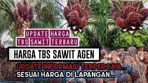 Harga TBS Sawit Terbaru Di Agen Tadi Sore Harga TBS Sawit Hari Ini Di