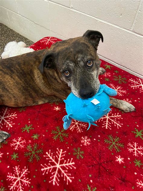 reno nevada animal shelter 3