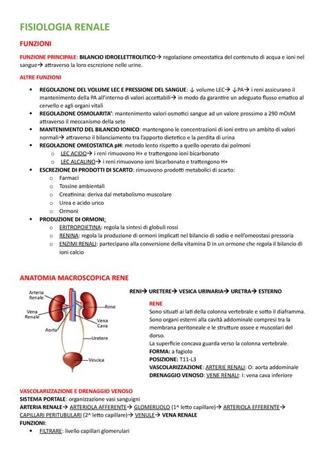 Fisiologia Renale Descrizione Strutture E Funzioni Renali ADH