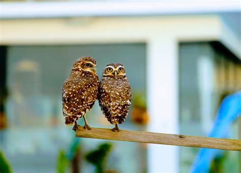 Se Aparean Los B Hos De Por Vida Guia De Aves