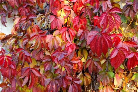 How To Grow And Care For Virginia Creeper Vine Parthenocissus