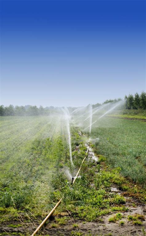 Water crops irrigation stock image. Image of plant, gardening - 20592011